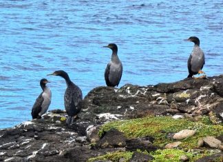 Readers’ wildlife photos – Why Evolution Is True