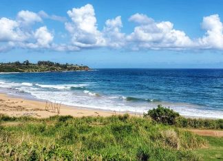 Four Shark Closures in Seven Days Across Kauai: What’s Behind the Spike