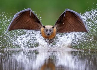 The Best Close-Up Photography Of 2025 In 21 Photos