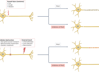 Programmed axon degeneration: mechanism, inhibition and therapeutic potential