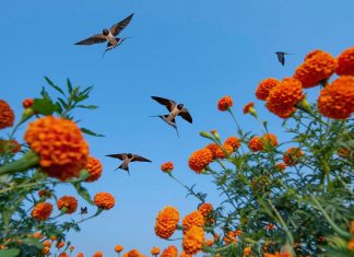 Bird Photographer of the Year Won’t Elaborate on Why It Disqualified Winner