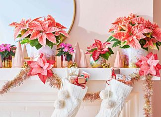 Fresh and Festive Ways to Display Poinsettias