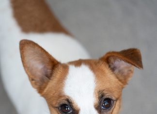 Life360 Pet GPS Tracker Review: Real-World Test for Pet Owners!