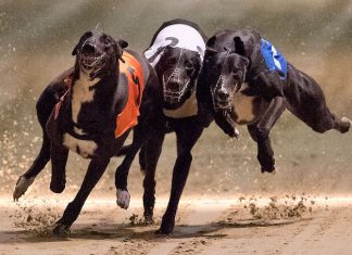 Greyhound racing is on its last lap