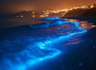 America’s 5 Best Bioluminescent Beaches, According To Firsthand Reviews