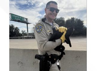 CHP officer Frisby rescues injured cat from traffic on I-80