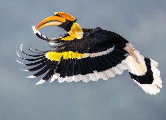 “I’ve spent days in a hide” – 17-year-old photographer globally recognized for capturing great hornbill in flight