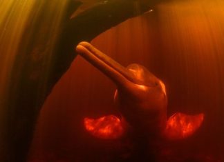 The photos showing why pink dolphins are the Amazon’s ‘great thieves’