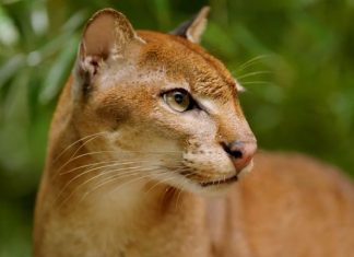 The conservationist saving the African golden cat from the ‘edge of extinction’
